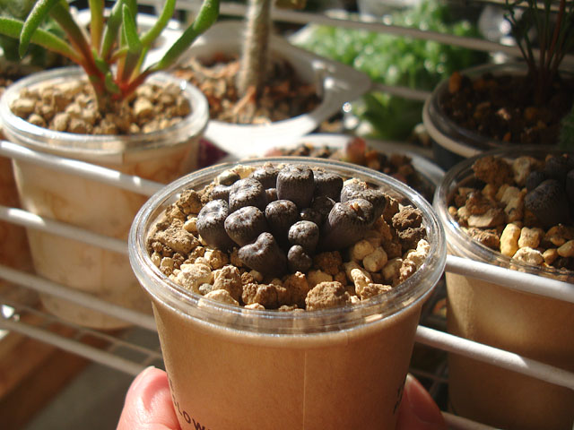 キワモノ感あふれる個性的なコノフィツム - 石と多肉植物