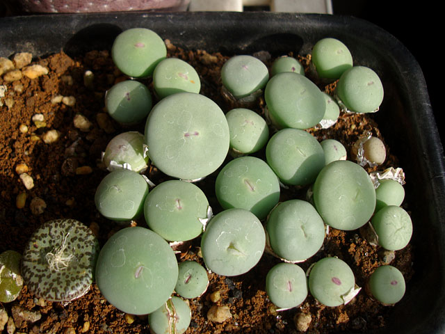 キワモノ感あふれる個性的なコノフィツム - 石と多肉植物