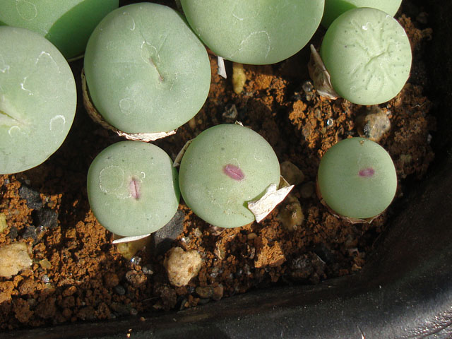 キワモノ感あふれる個性的なコノフィツム - 石と多肉植物