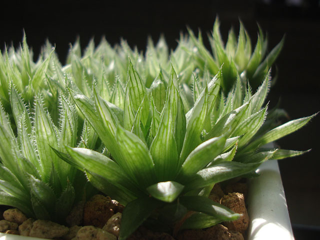 実生ハオルチアをちまちま植え広げ - 石と多肉植物