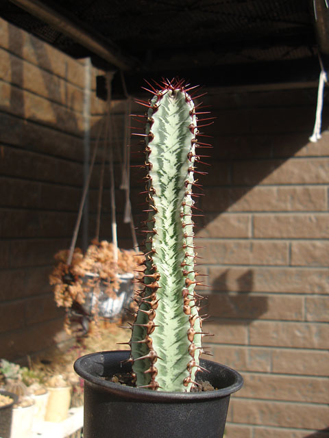 柱状ユーフォルビア買い納め - 石と多肉植物