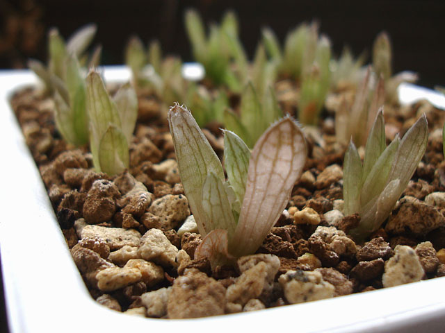実生ハオルチアをちまちま植え広げ - 石と多肉植物
