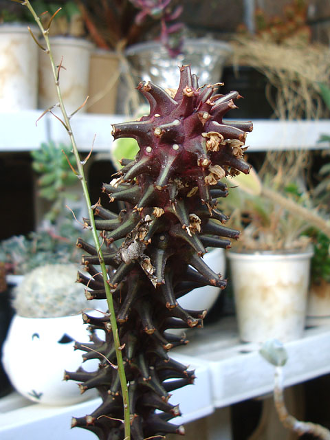 悪い虫を部屋に連れ込むところだった - 石と多肉植物