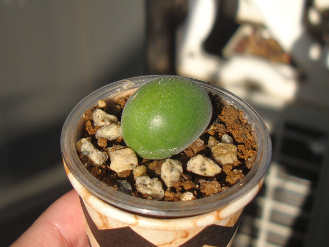 悪い虫を部屋に連れ込むところだった - 石と多肉植物