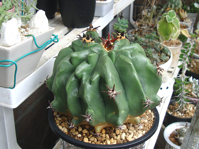 翡翠のようなサボテン - 石と多肉植物