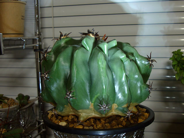 翡翠のようなサボテン - 石と多肉植物