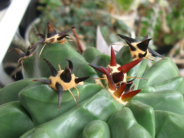 翡翠のようなサボテン - 石と多肉植物
