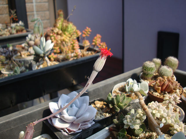 ラスト最終追加20 テテラエンシス E.tetelaensis 多肉植物 色々咲いてます - 石と多肉植物