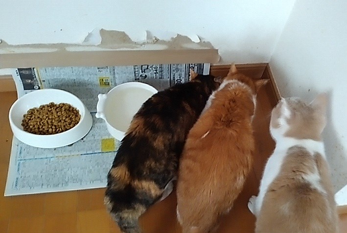 コープ　キャットフード