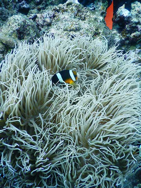 カクレクマノミ　青の洞窟体験ダイビング