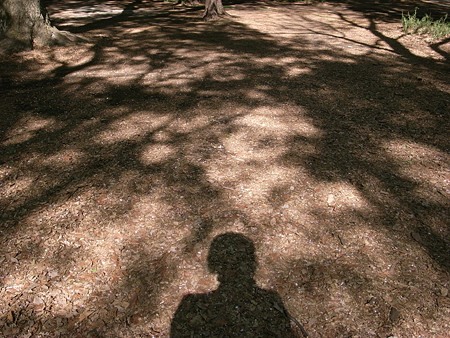 f:id:hayakar:20090415142407j:image