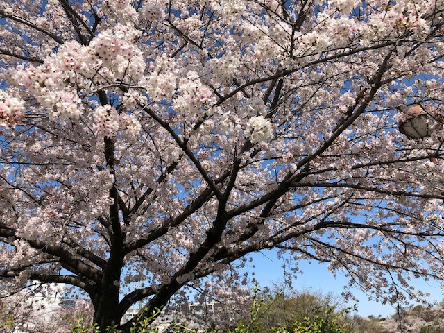 f:id:hayakira-kururu:20200406102451j:plain f:id:hayakira-kururu:20200406102451j:plain