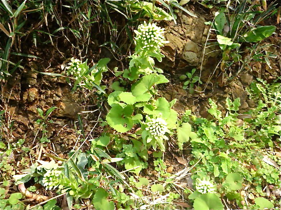 f:id:hayama-slowlife:20100316110826j:image:w350 f:id:hayama-slowlife:20100316110826j:image:w350