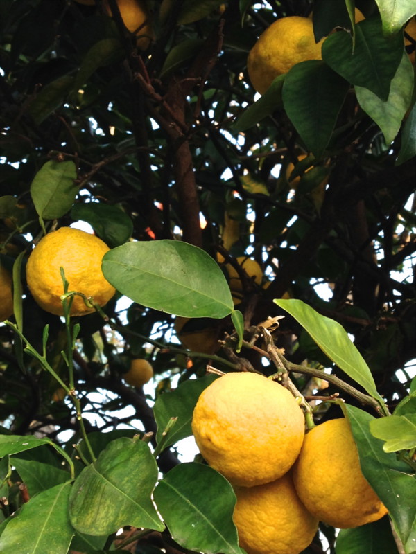 f:id:hayama-slowlife:20131127154548j:image:w250 f:id:hayama-slowlife:20131127154548j:image:w250