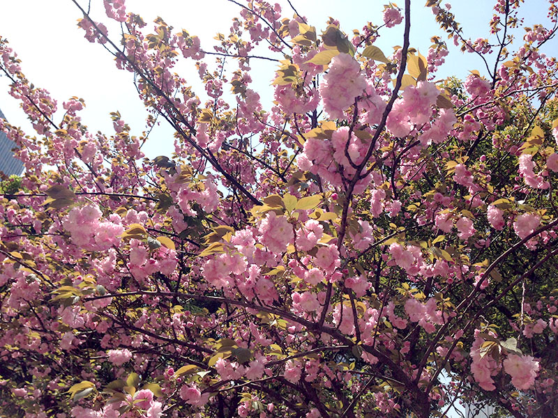 f:id:hayap24bit:20140405211136j:image