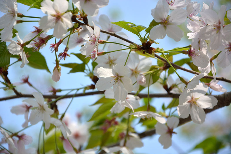 f:id:hayap24bit:20180402223446j:image f:id:hayap24bit:20180402223446j:image