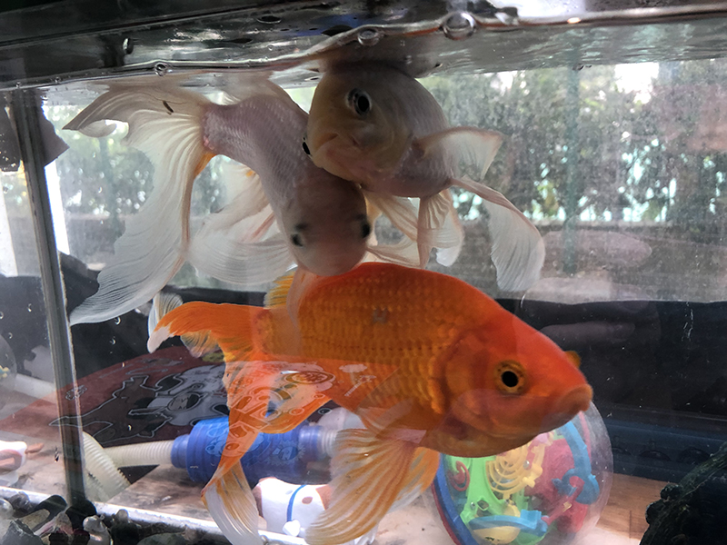 f:id:hayap24bit:20190514121736j:plain