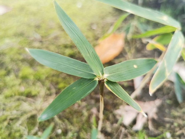 f:id:hayaponlog:20200622012846j:image f:id:hayaponlog:20200622012846j:image