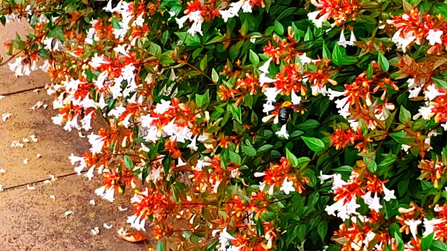 f:id:hayaponlog:20201114103450j:image f:id:hayaponlog:20201114103450j:image