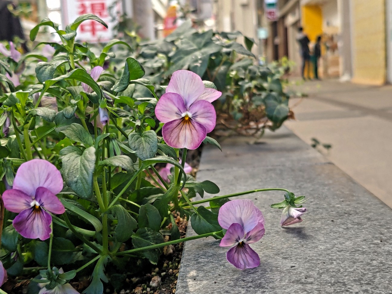 f:id:hayaponlog:20230401131921j:image f:id:hayaponlog:20230401131921j:image