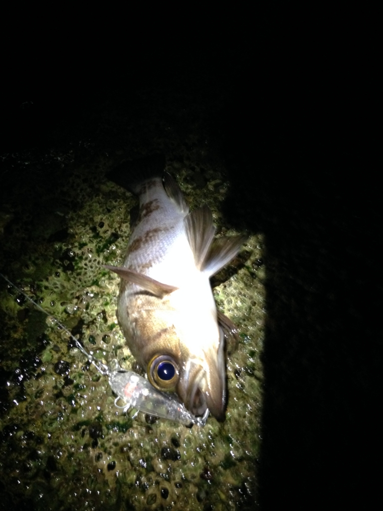 f:id:hayashi-xxxxx:20160915111752j:plain