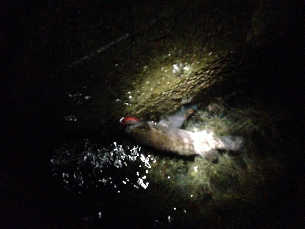 f:id:hayashi-xxxxx:20160916163620j:plain