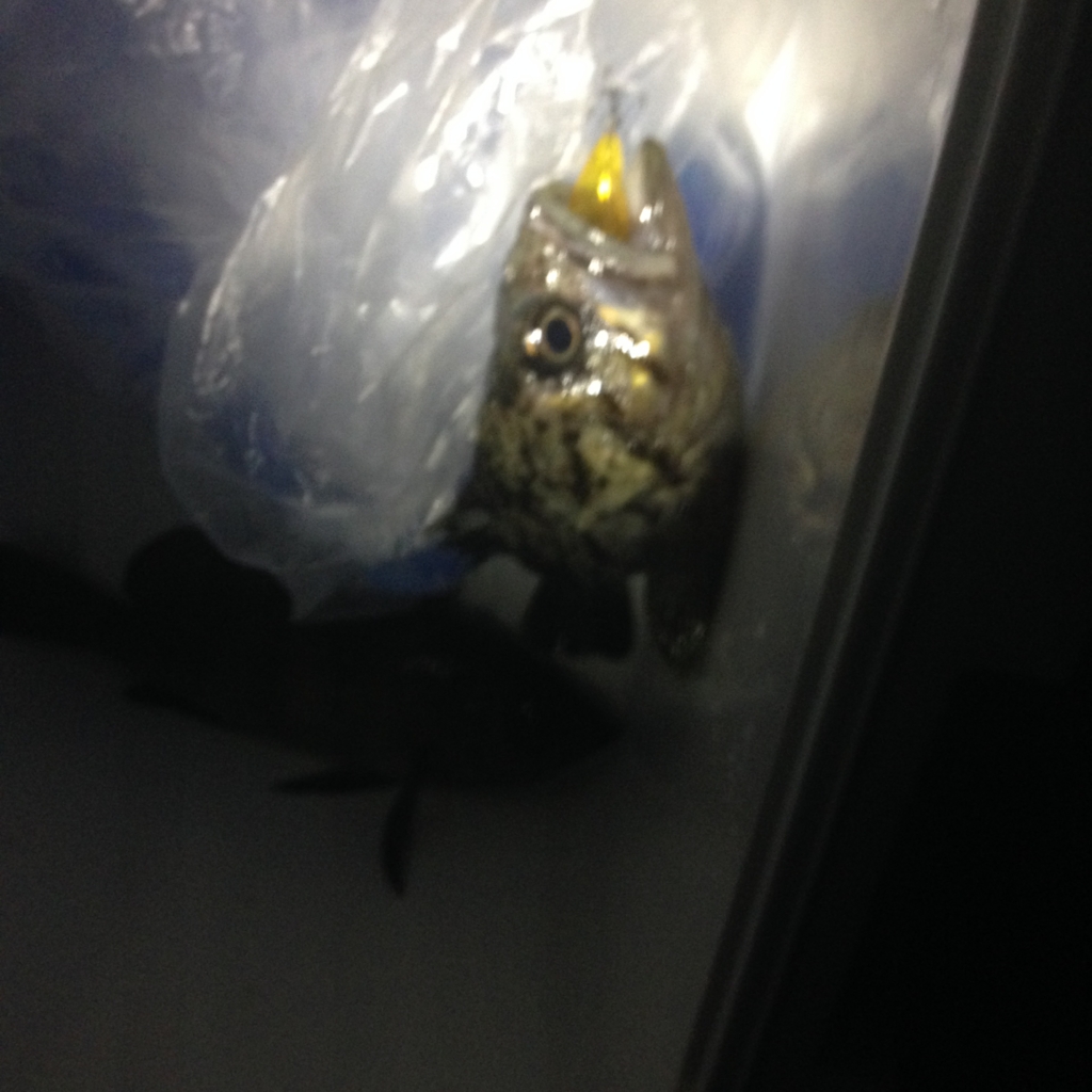 f:id:hayashi-xxxxx:20160916163721j:plain