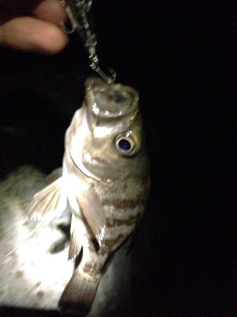 f:id:hayashi-xxxxx:20160919174429j:plain