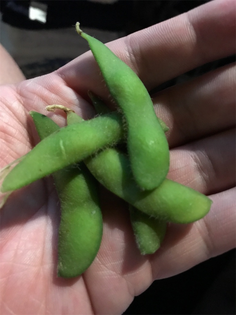 f:id:hayasiyamori:20180704063916j:image