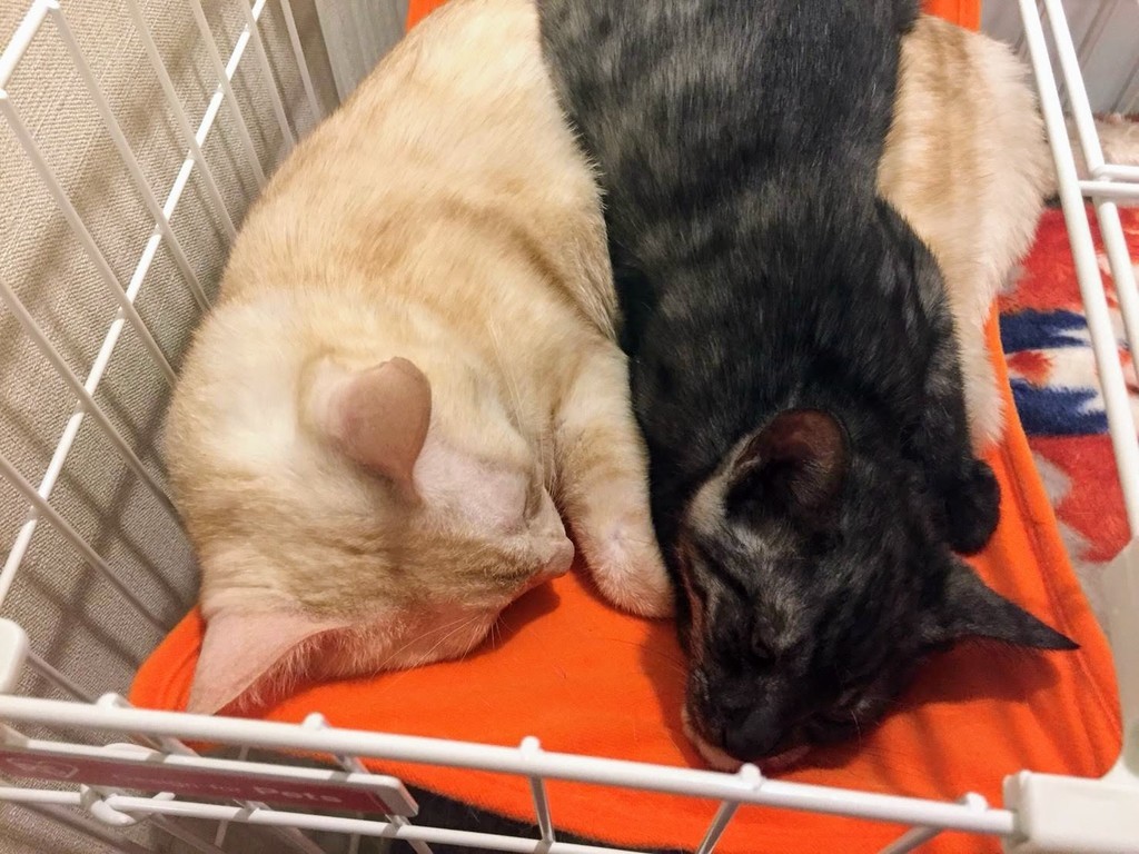 猫 続 新しい家族がやってきた話し ビビちゃん 静かに週末に備えよ