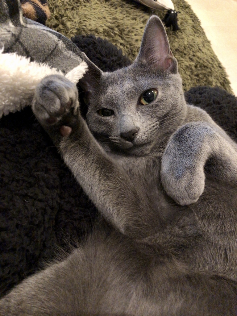 f:id:hayata-zakka:20190104171937j:plain f:id:hayata-zakka:20190104171937j:plain