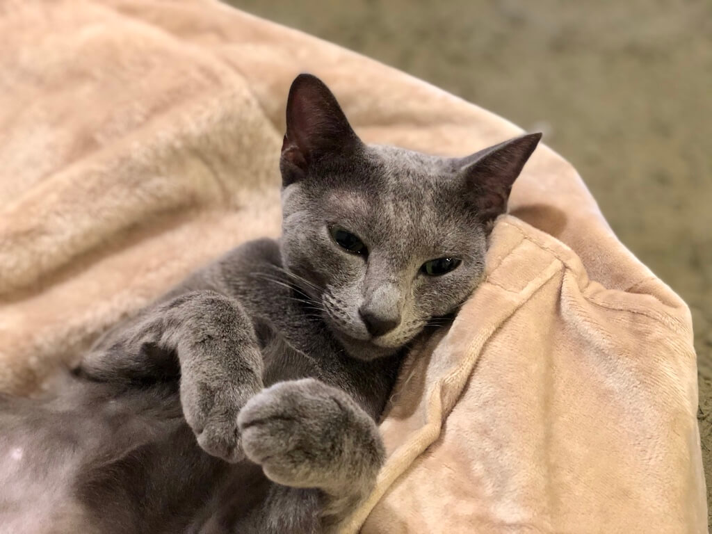 ニトリNウォーム ビーズソファカバー