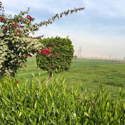 f:id:hayatfimasr:20170123200651j:plain