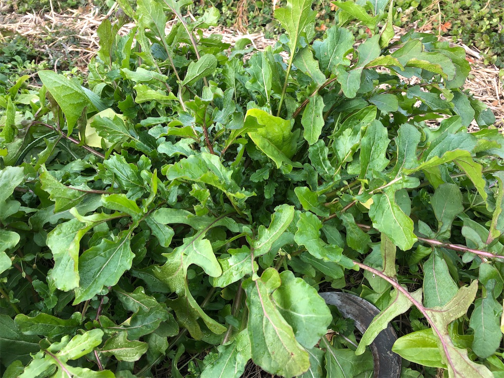 f:id:hayato774:20190109201628j:image f:id:hayato774:20190109201628j:image