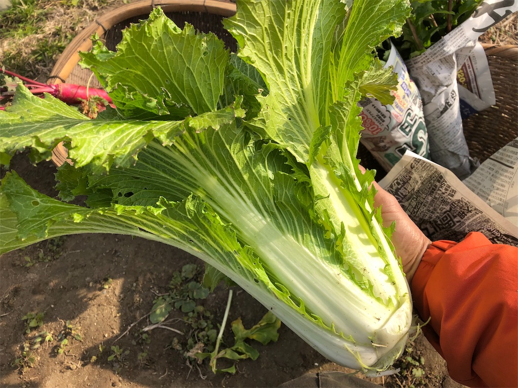 f:id:hayato774:20190109201632j:image f:id:hayato774:20190109201632j:image