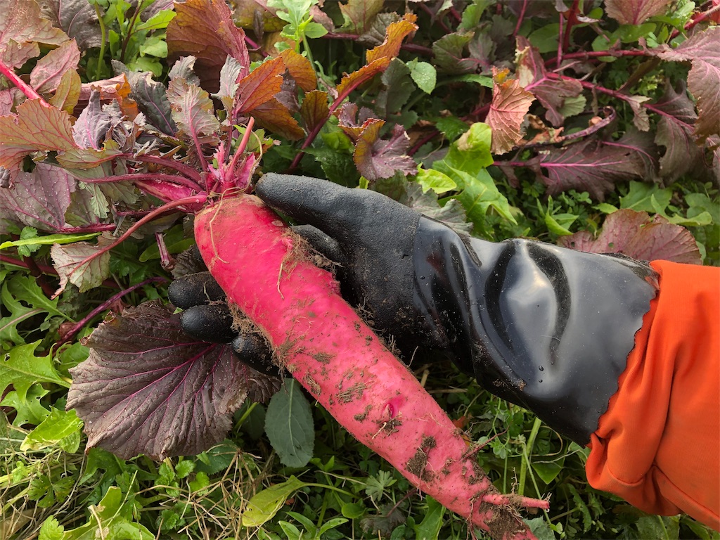 f:id:hayato774:20190109202211j:image f:id:hayato774:20190109202211j:image