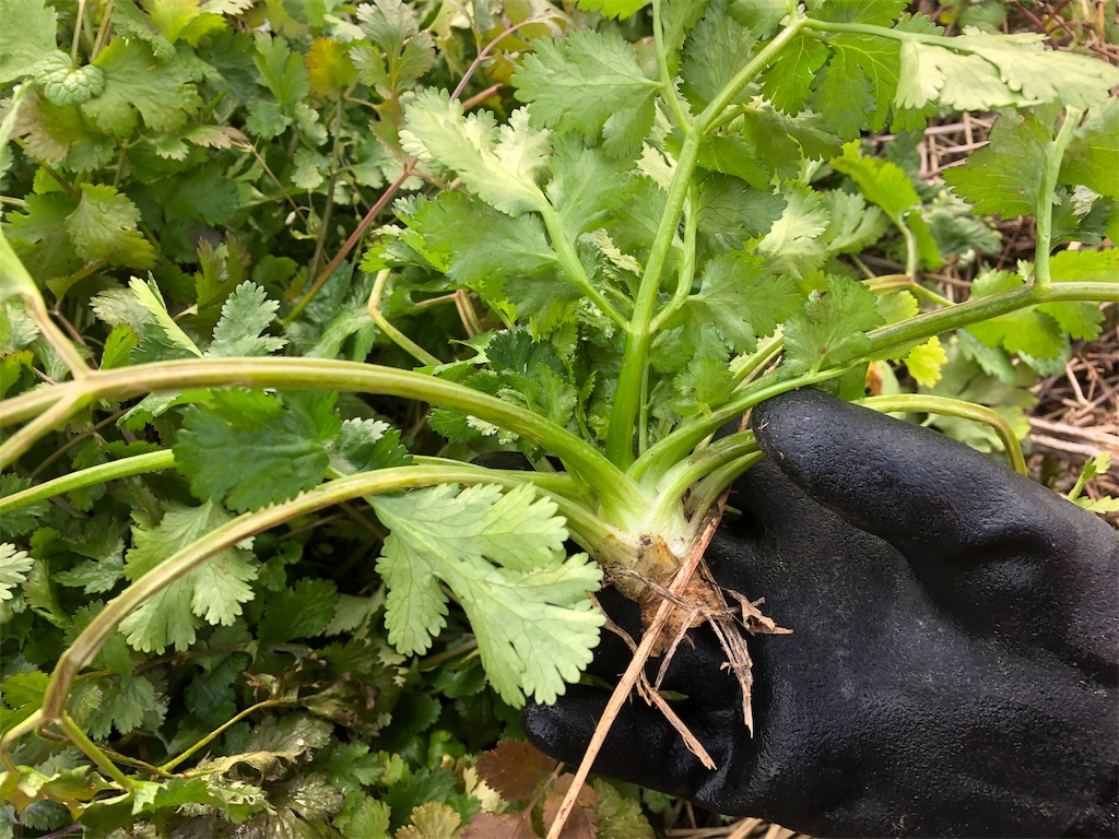 f:id:hayato774:20190109202214j:image f:id:hayato774:20190109202214j:image