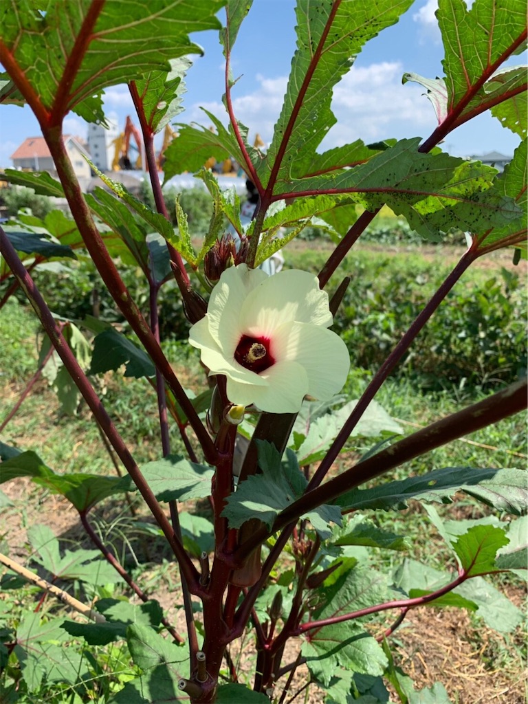 f:id:hayato774:20190916095913j:image f:id:hayato774:20190916095913j:image