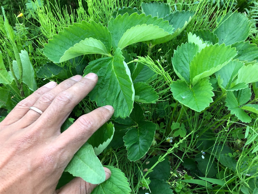 自然農法のイチゴから見る人間のわがままとそれを叶えるための代償 かーびーの田舎暮らし 自然農法のイチゴから見る人間のわがままとそれを叶えるための代償 かーびーの田舎暮らし