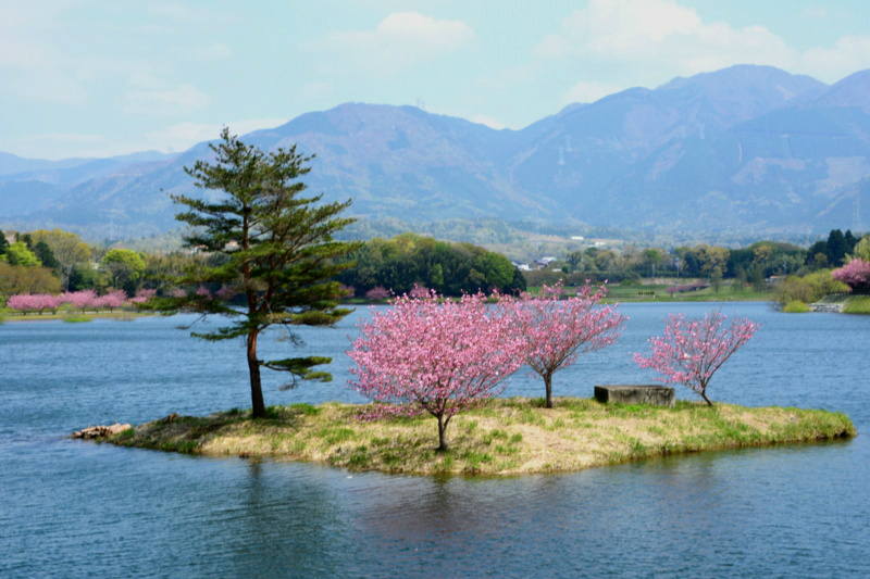 京都新聞写真コンテスト「おそ咲き桜」