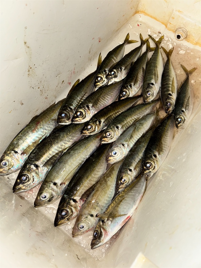 魚の生態を知って釣果up!🔰初心者講座 - hayaton_fishの日記