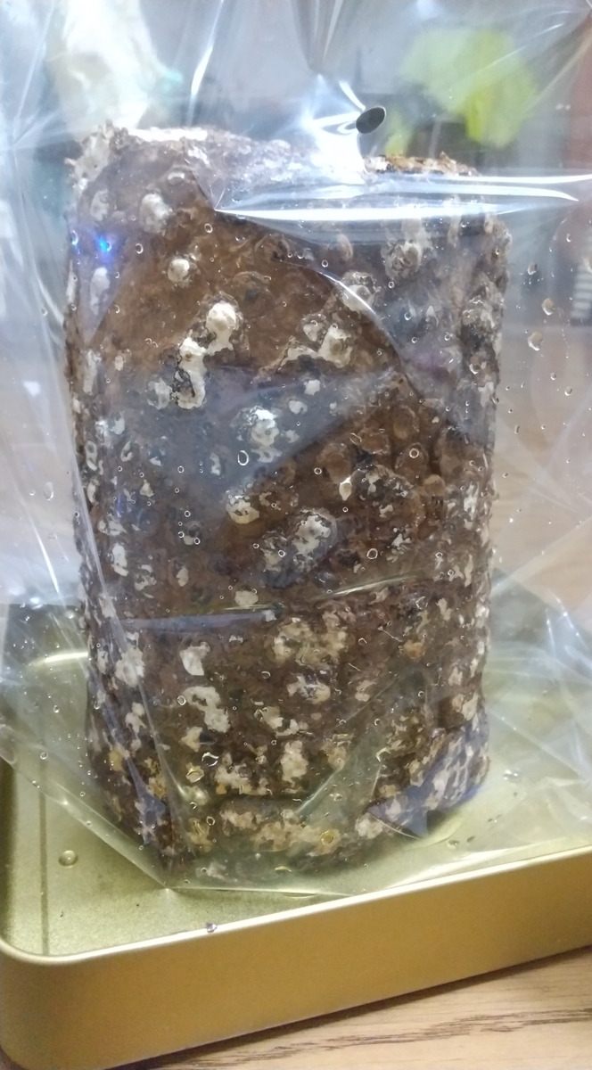 f:id:hayawa:20211023201014j:plain