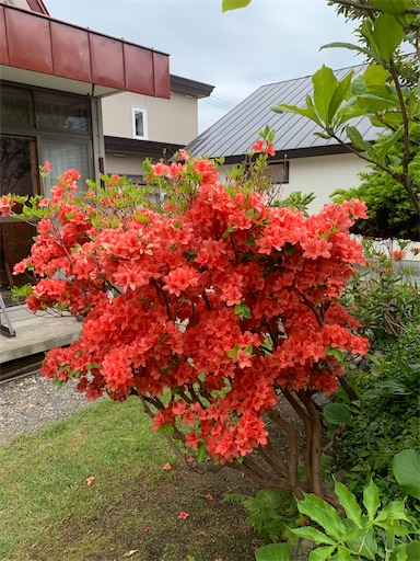 f:id:hazakura60:20210603153146j:image