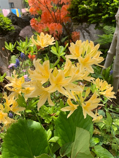 f:id:hazakura60:20210603153228j:image