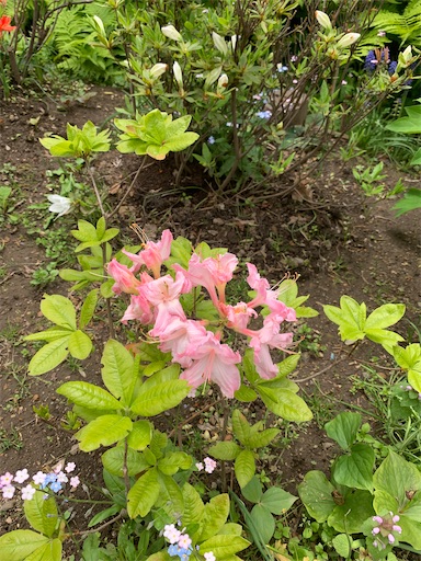 f:id:hazakura60:20210603153303j:image