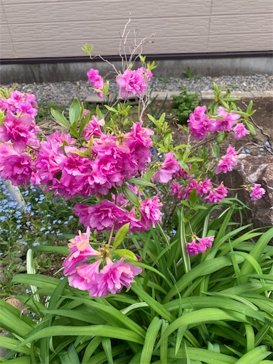 f:id:hazakura60:20210603153314j:image