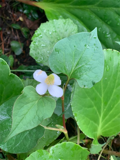 ドクダミの白い花と水キムチの素 60代 葉桜のおしゃれダイアリー