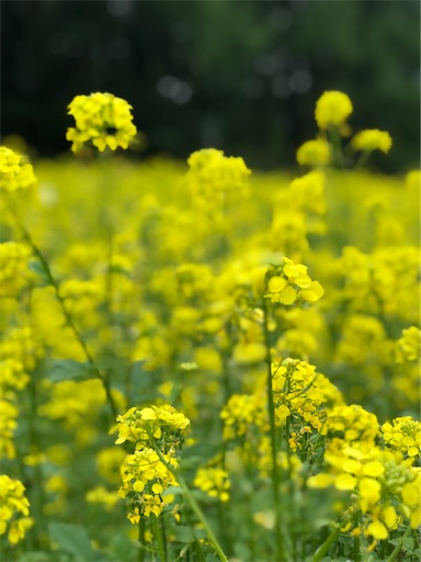 f:id:hazakura60:20210712193027j:image