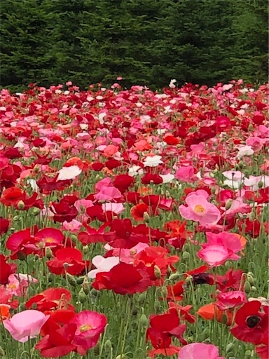 f:id:hazakura60:20210712193046j:image