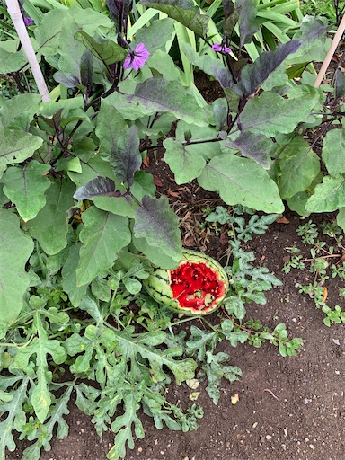 f:id:hazakura60:20210820182823j:image f:id:hazakura60:20210820182823j:image